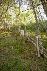 Fototapeta premium Fence inside a typical forest of the Italian Alps