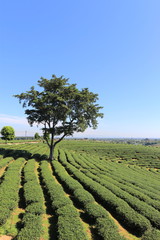 Fototapeta na wymiar Tree in the tea plantation