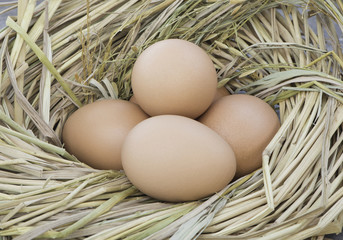 Chicken Egg , eggs in the nest