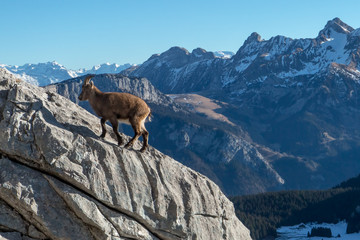 Bouquetin dans les Alpes