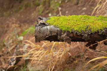 detail of green moss over an old tree in the woods
