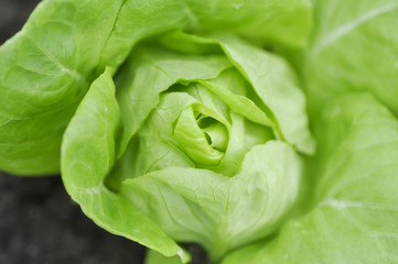 butterhead lettuce or lettuce