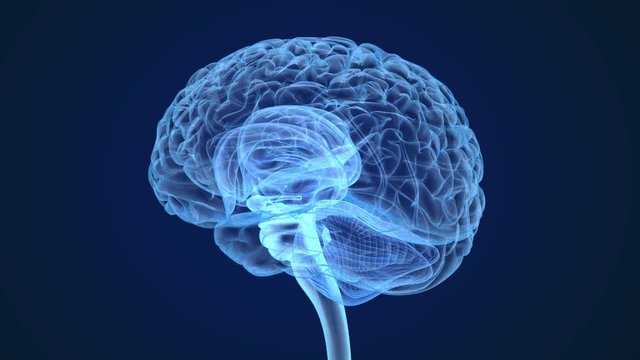 Human brain X-ray scan, Medically accurate 3D animation