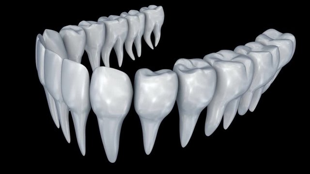 Human Teeth 3d animation. Medically accurate dentistry anatomy.