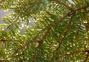 Fir branches covered with water drops under morning sun beams