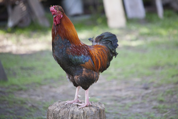 rooster standing on the stump