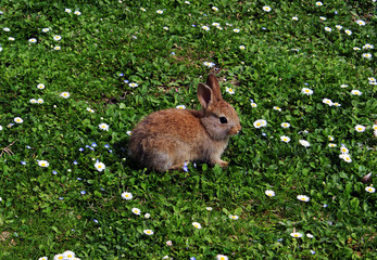 Rabbit on a green grass