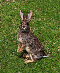grey rabbit on a green grass