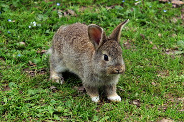 Rabbit on a green grass