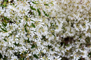  White Christmas flowers background - Euphorbia leucocephala Lot