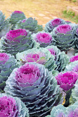 Obraz premium decorative cabbage ( Brassica oleracea var. acephala)