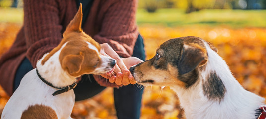 Closeup on young woman feeding dogs outdoors in autumn © Alliance