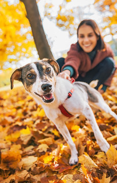 Closeup On Dog On Leash Pulling Young Woman Outdoors In Autumn