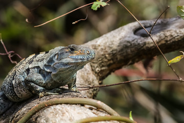 Gemeiner Schwarzleguan in Costa Rica