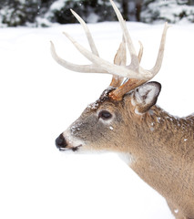 White-tailed deer buck isolated on a white background in the winter snow 