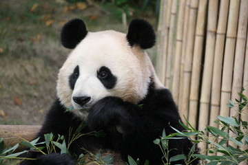 Obraz premium Pandas in Korea