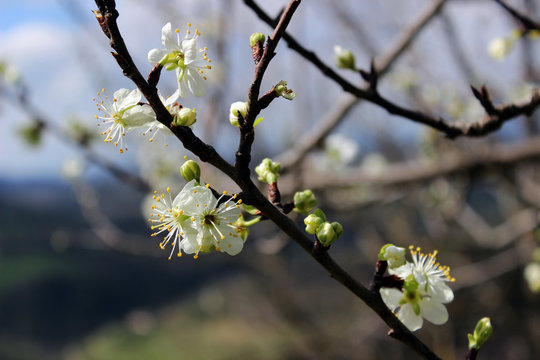 Flowering tree with white flowers