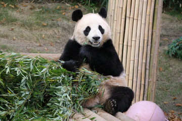 Fototapeta premium Pandas in Korea