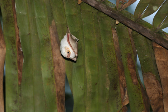 Weiße Fledermaus hängt in einem Palmenzweig