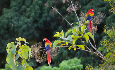 Hellrote Aras in Costa Rica