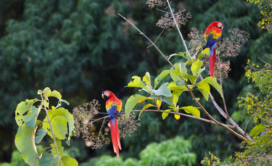 Hellrote Aras in Costa Rica © Uwe Bergwitz