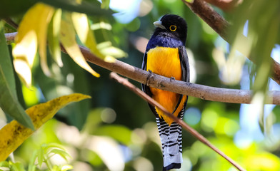 Violaceous trogon in Costa Rica