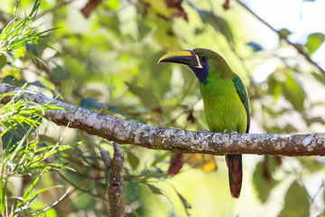 Laucharassari in Costa Rica