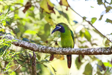 Laucharassari in Costa Rica © Uwe Bergwitz