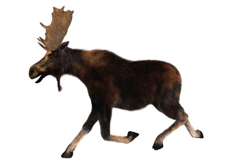 3D Rendering Moose on White