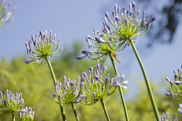 green background. flowers. macro