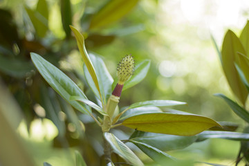 green background. flowers. macro