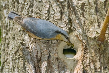 Eurasian nuthatch bringing insects to feed the chicks to the nest hole in a tree trunk