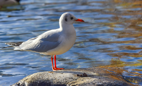 Gabbiano comune sul sasso in mezzo al lago