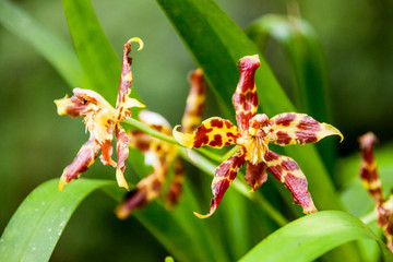 Leopard orchid, typical of northwestern Ecuador