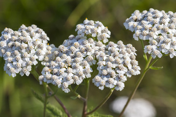 Medicinal wild herb Yarrow ( Achillea millefolilium )