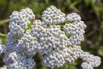 Medicinal wild herb Yarrow ( Achillea millefolilium )
