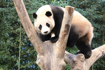 Fototapeta premium Panda in Korea