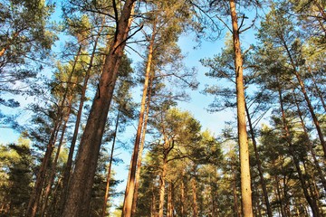 Fototapeta premium forest