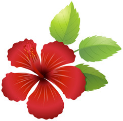 Hibiscus flower in red color
