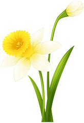 Daffodil flower on green stem