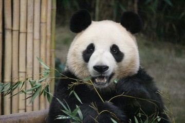 Fototapeta premium Panda in Korea