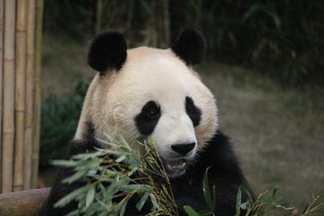 Obraz premium Panda in Korea