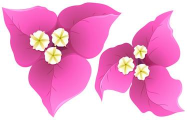 Bougainvillea in pink color