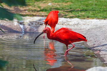 Pair scarlet ibis in the water