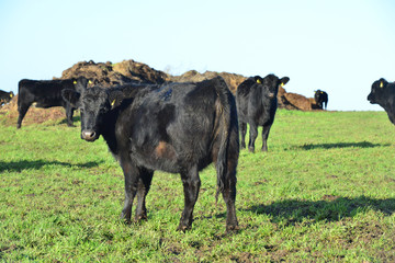Aberdeen Angus Cattle at a farm in West Sussex, England.