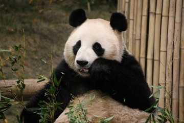 Obraz premium Panda in Korea