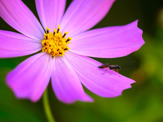 Insect on a flower. Burrowing wasps. (Ammophila, Sphecidae). Flower cosmos.