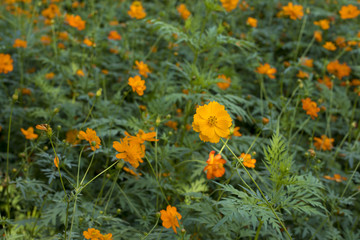 cosmos field, a beautiful day Blossom yellow colorful cosmos flowers field