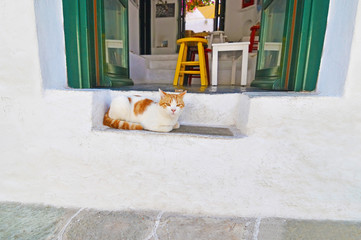 cat sitting at cycladic pavement Sifnos island Greece