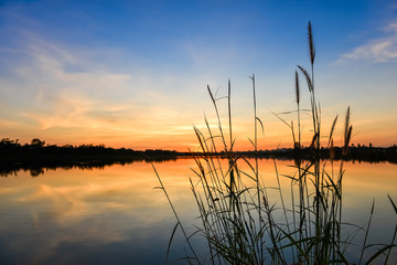 Plakat silhouette of grass flower on sunset